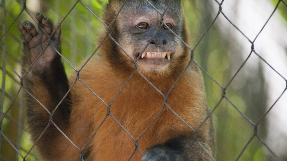 smiling-monkey