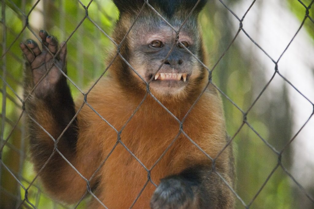 smiling-monkey