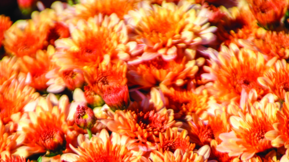 orange-fall-flowers