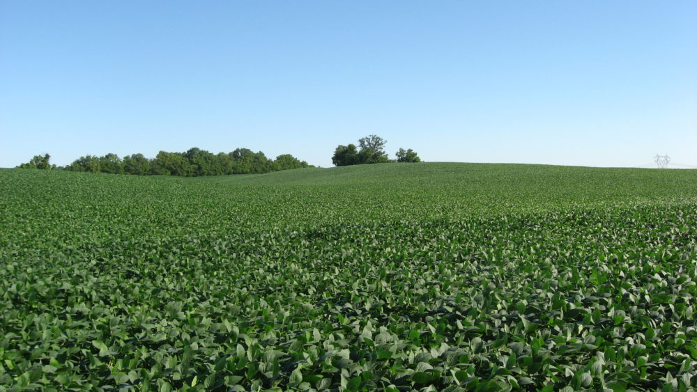 soybean_fields_at_applethorpe_farm