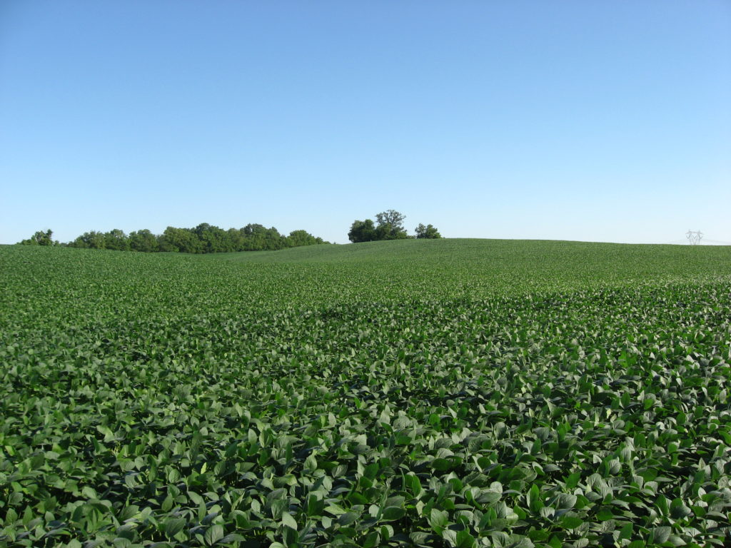 soybean_fields_at_applethorpe_farm