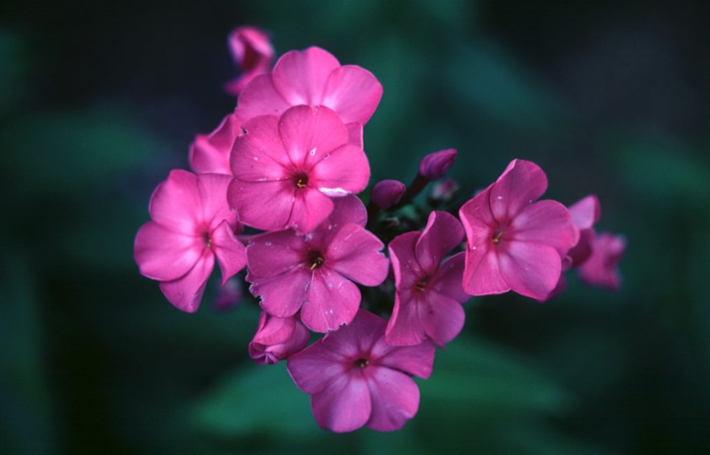 pink-feminine-flowers-7