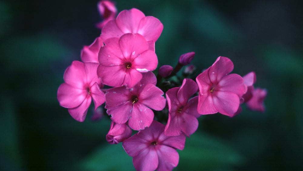 pink-feminine-flowers-8