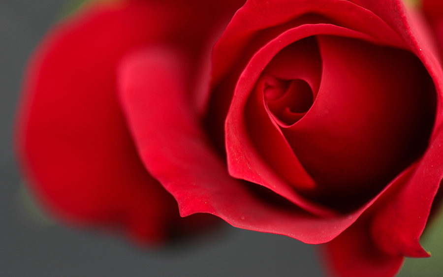 red-rose-2