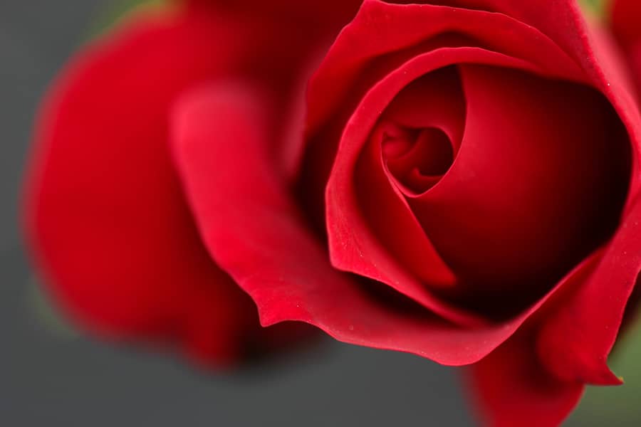 red-rose-2