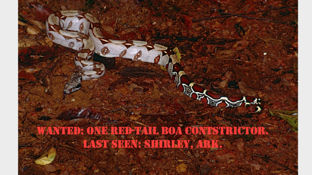 red-boa-featured-take-2
