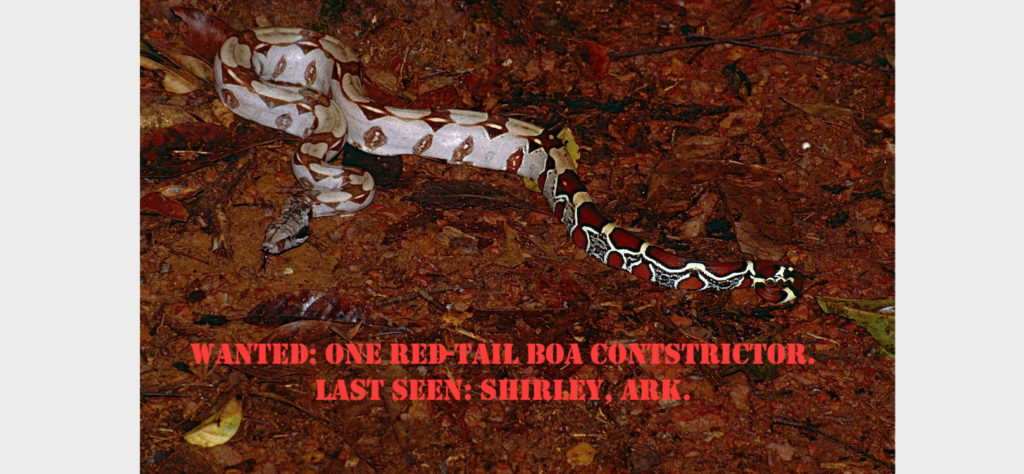 red-boa-featured-take-2