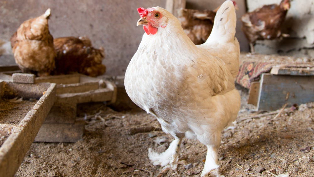 portrait-of-white-chicken-farm