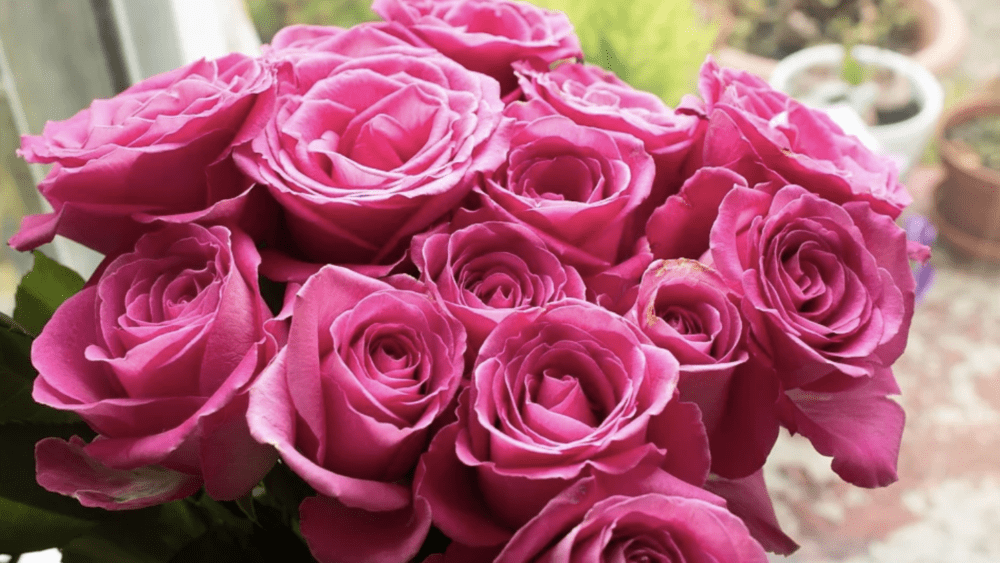 screen-shot-2020-03-19-at-3-25-38-pm-2