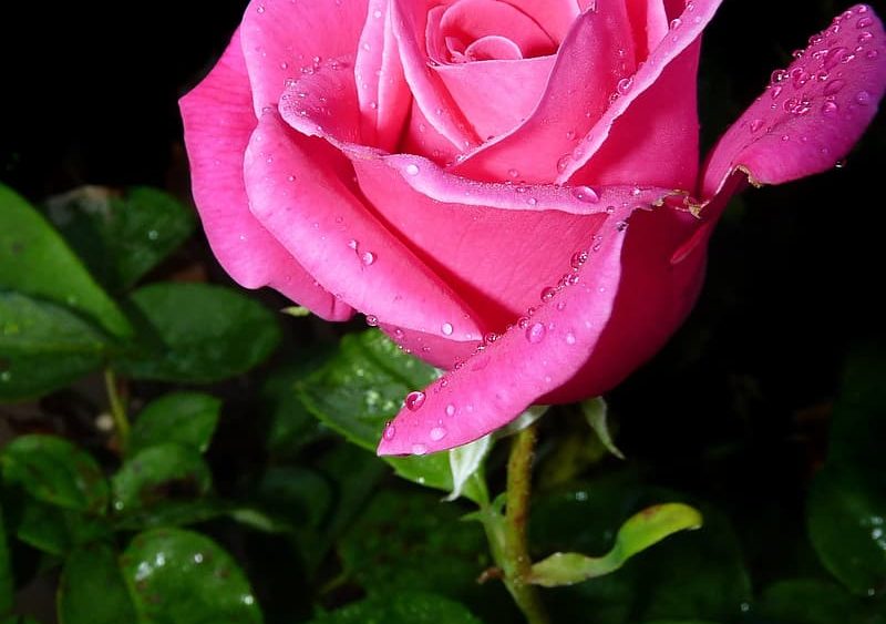 pink-rose-in-bloom-during-daytime-5
