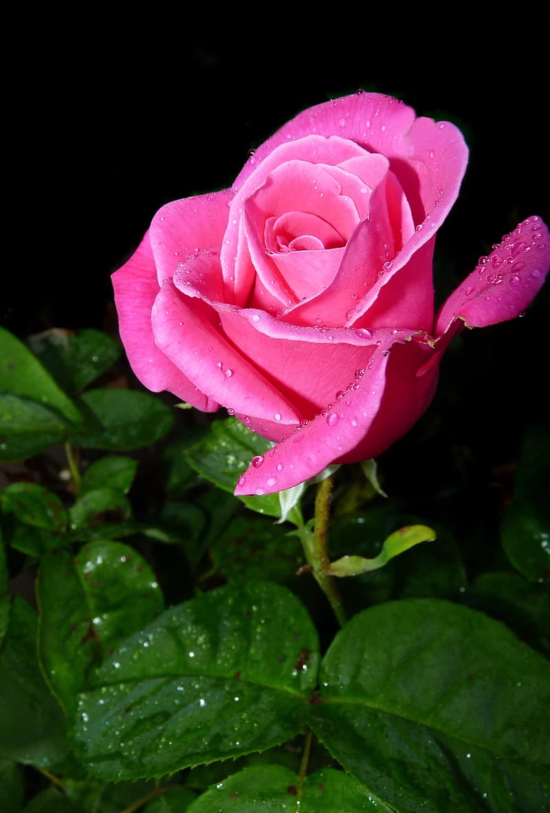 pink-rose-in-bloom-during-daytime-5