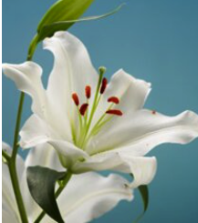 screen-shot-2022-02-23-at-9-58-56-am