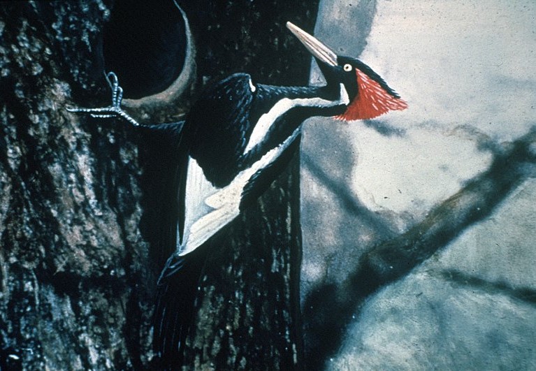 wikicommons-ivory-billed-woodpecker-by-arthur-a-allen-1935-photo-jerry-a-payne-watercolor