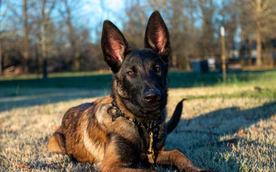 k-9-radar-sharp-county-search-and-rescue