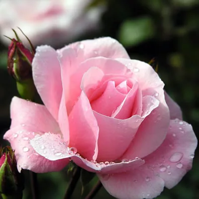 pink-rose-2