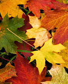 jacksons-fall-leaves