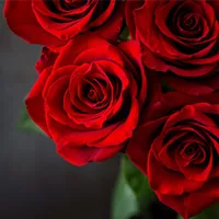 dillinger-red-roses