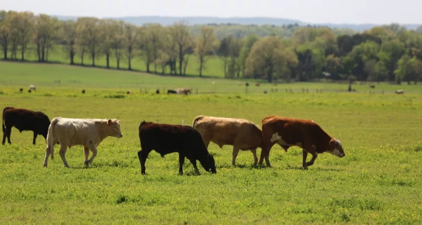 grazing-cattle-mary-hightower-u-of-a-extension-service