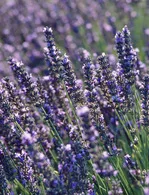jackson-purple-flowers