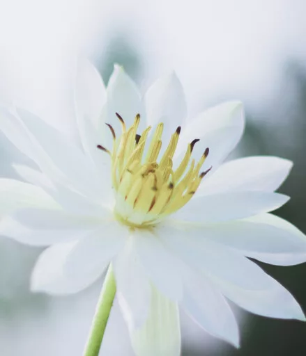 qualls-white-flower