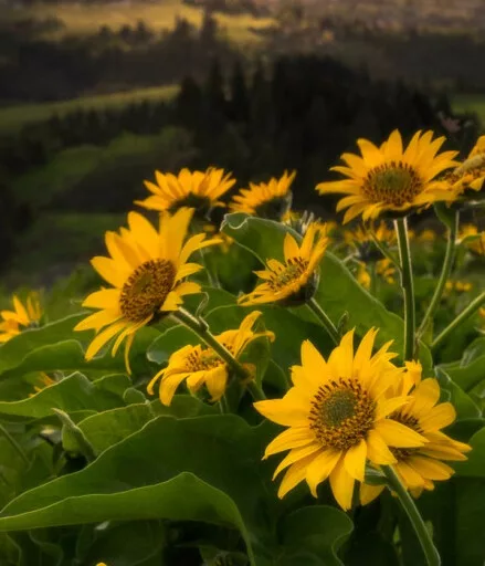 qualls-sunflowers