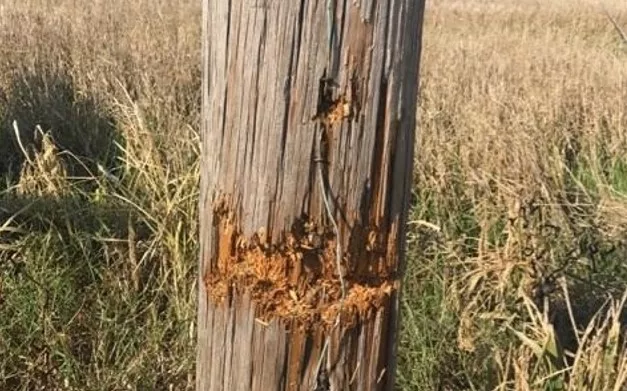 shooting-at-power-poles-electric-cooperatives-of-arkansas