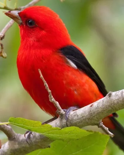 doty-red-bird