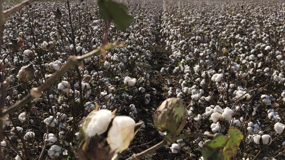 cotton-field-grajeda-arkansas-advocate