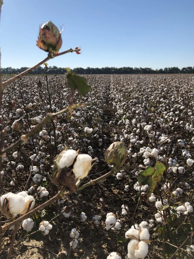 cotton-field-grajeda-arkansas-advocate