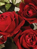 jacksons-red-roses