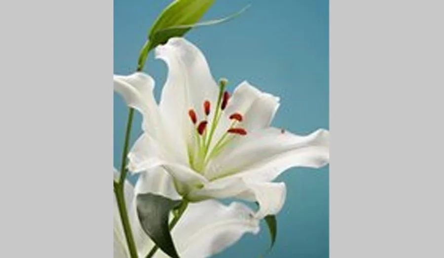 jacksons-white-lilly