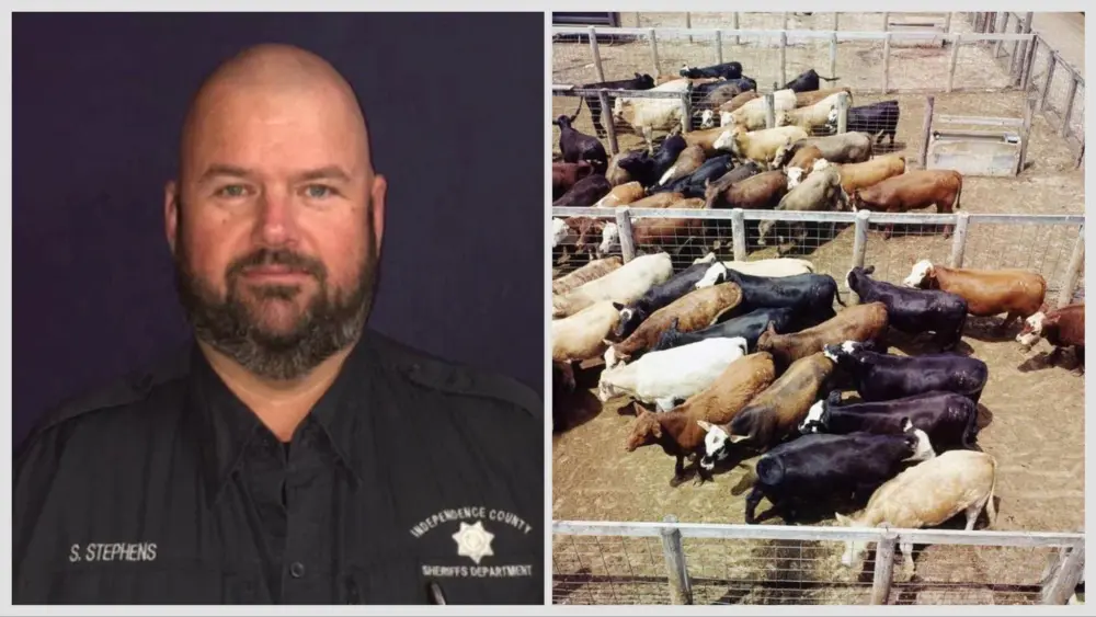 stephens-cattle