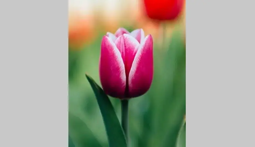 jacksons-tulip