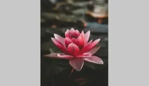 jacksons-pink-lotus-flower