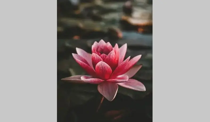 jacksons-pink-lotus-flower