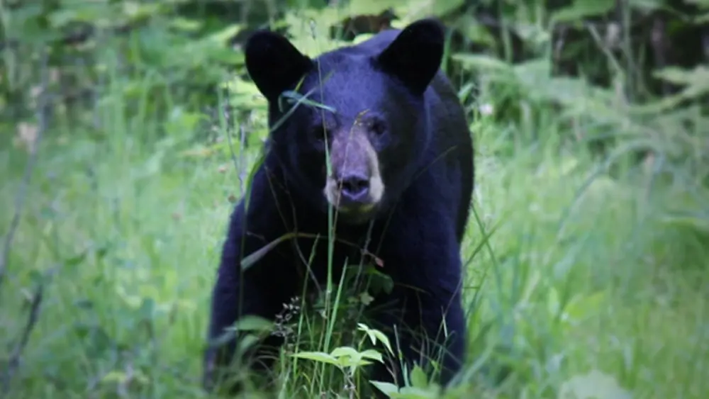 black-bear-file-image