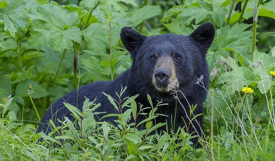 american_black_bear_ursus_americanus_-_jasper_national_park_08-thomas-fuhrmann