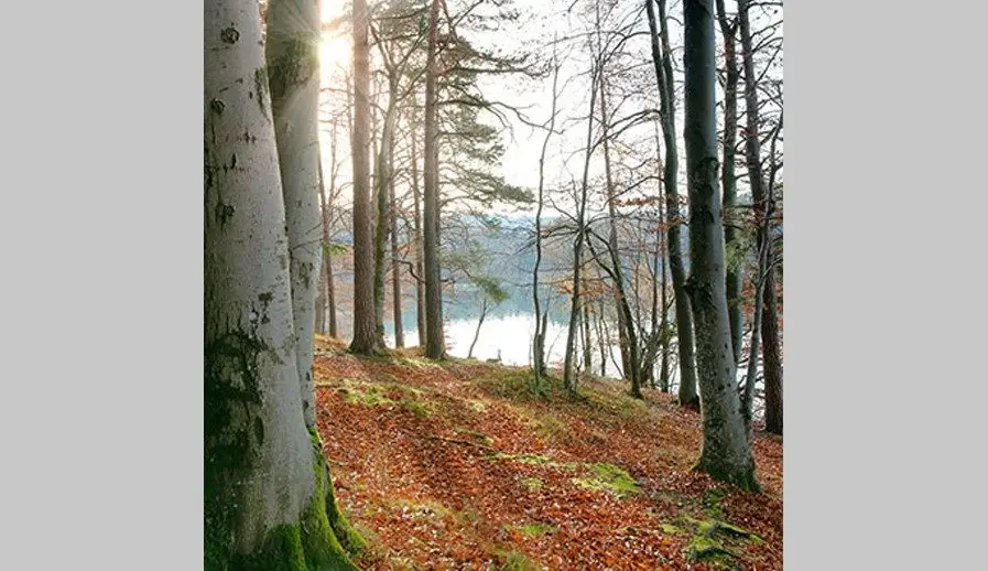 roller-crouch-wooded