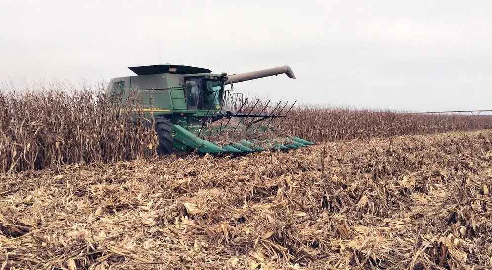 corn-u-of-arkansas-system-division-of-agriculture-photo-by-kevin-lawson