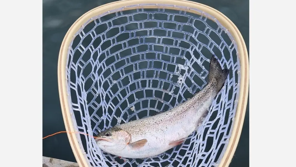 rainbow-trout-file-wikicommons