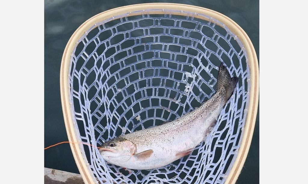 arkansas fishing net laws Arkansas enacts emergency trout rules after hatchery collapse | White River  Now