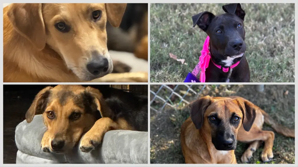 freedoms-calling-canine-training-collage