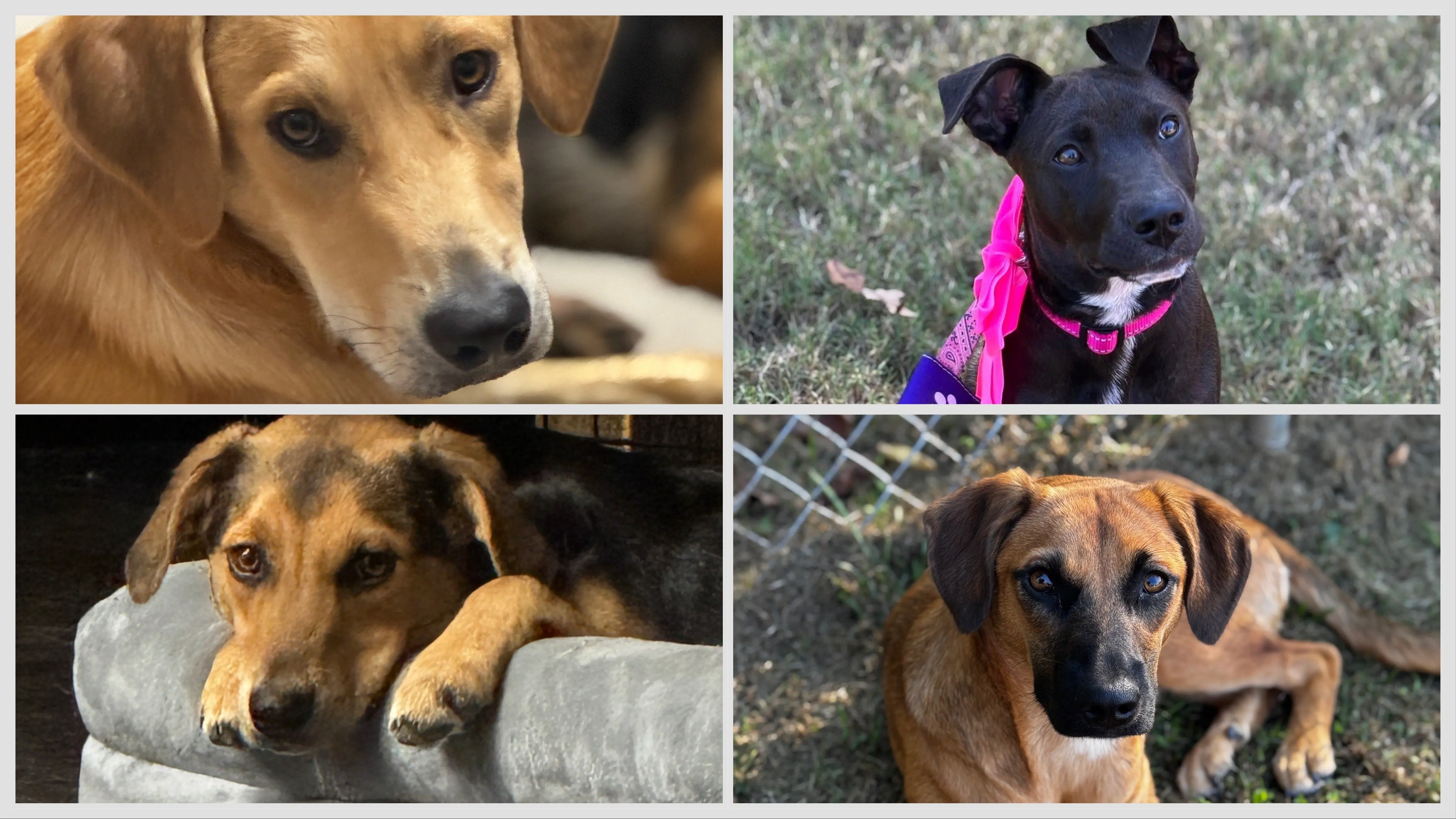 freedoms-calling-canine-training-collage