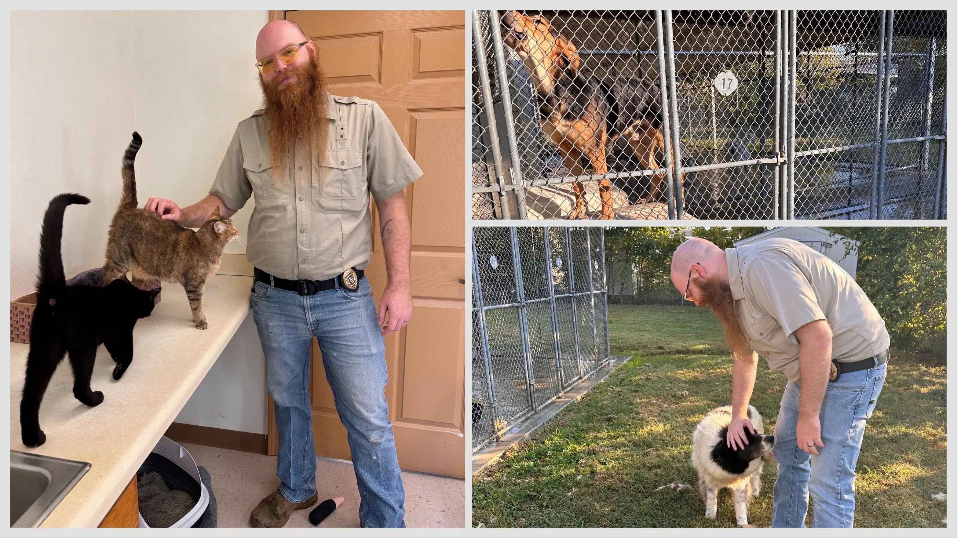 batesville-animal-control-collage