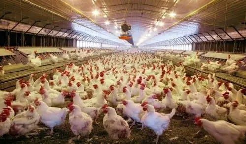 factory-farmed-chickens