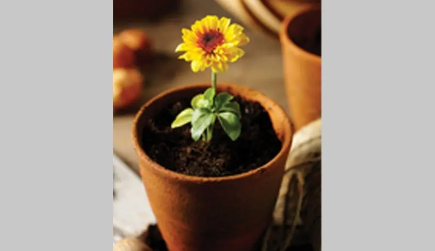 jacksons-flower-in-pot