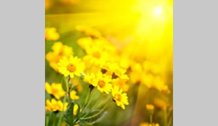 dillinger-yellow-flowers