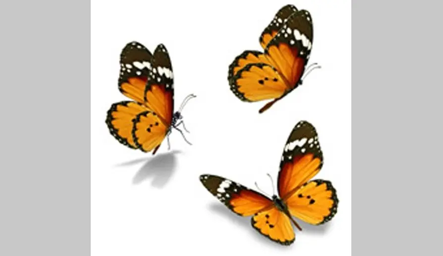 dillinger-butterflies