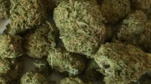 marijuana-weed-creative-commons