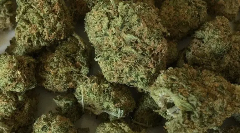 marijuana-weed-creative-commons